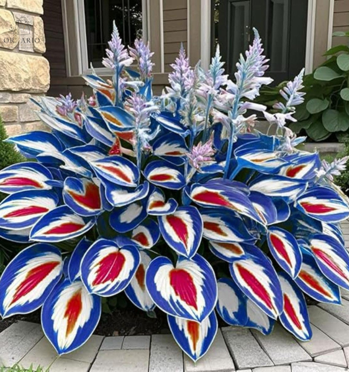 Shade-Tolerant and Cold-Hardy Hosta Flower