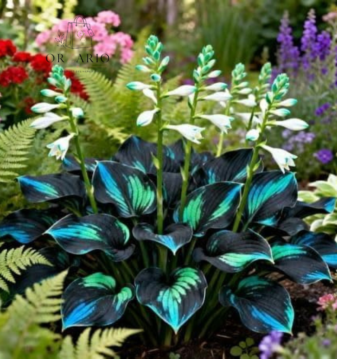 Shade-Tolerant and Cold-Hardy Hosta Flower