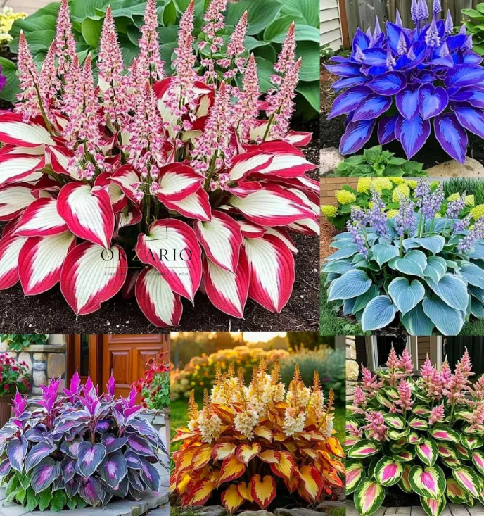 Shade-Tolerant and Cold-Hardy Hosta Flower