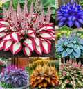 Shade-Tolerant and Cold-Hardy Hosta Flower